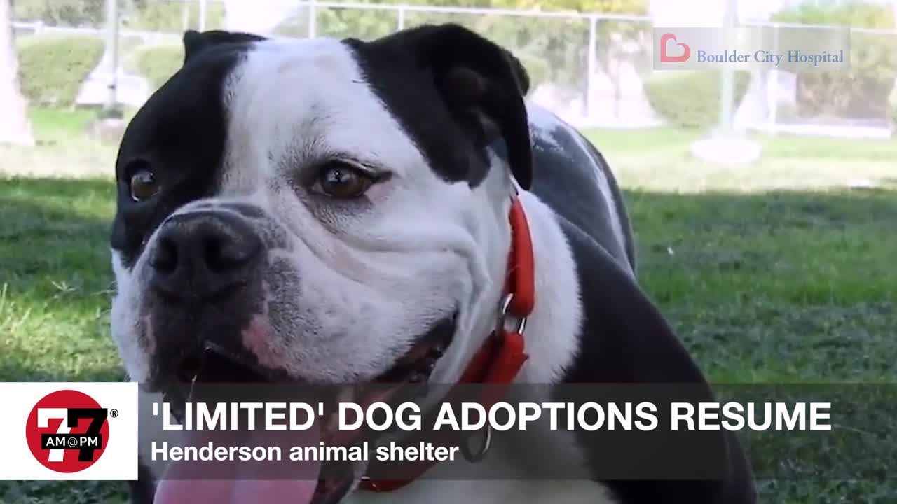 Limited Dog Adoptions resume at Henderson Animal Shelter